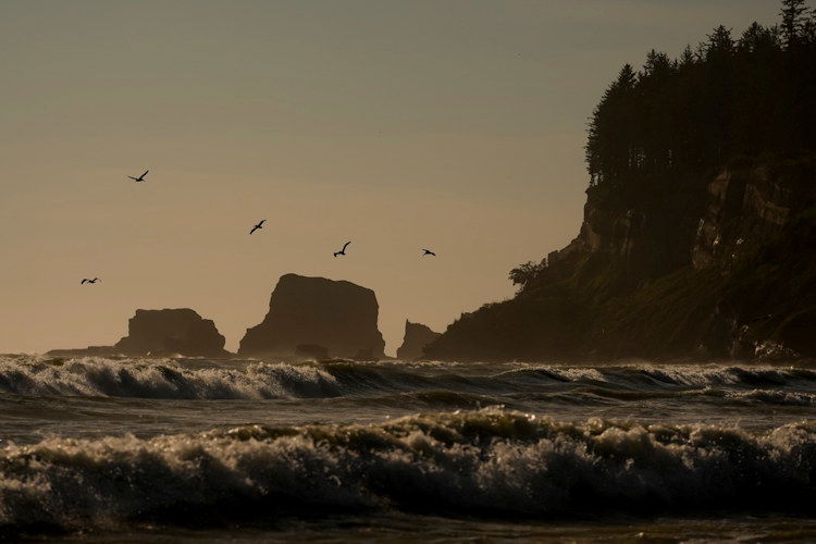 Pelicans fly near the shore as waves from the Pacific Ocean roll in Tuesday, May 14, 2024, on the Quinault reservation in Taholah, Wash. Facing increased flooding from a rising Pacific, the tribe has been working for over a decade to relocate Taholah, their largest village, to a new site on higher ground.