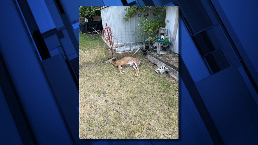 OSP released this photo of deer that was shot, killed and left to waste in NW Madras in mid-June.