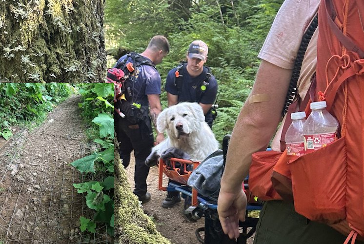 Big Great Pyrenees dog couldn't go on due to injured paws on Saddle Mountain trail.