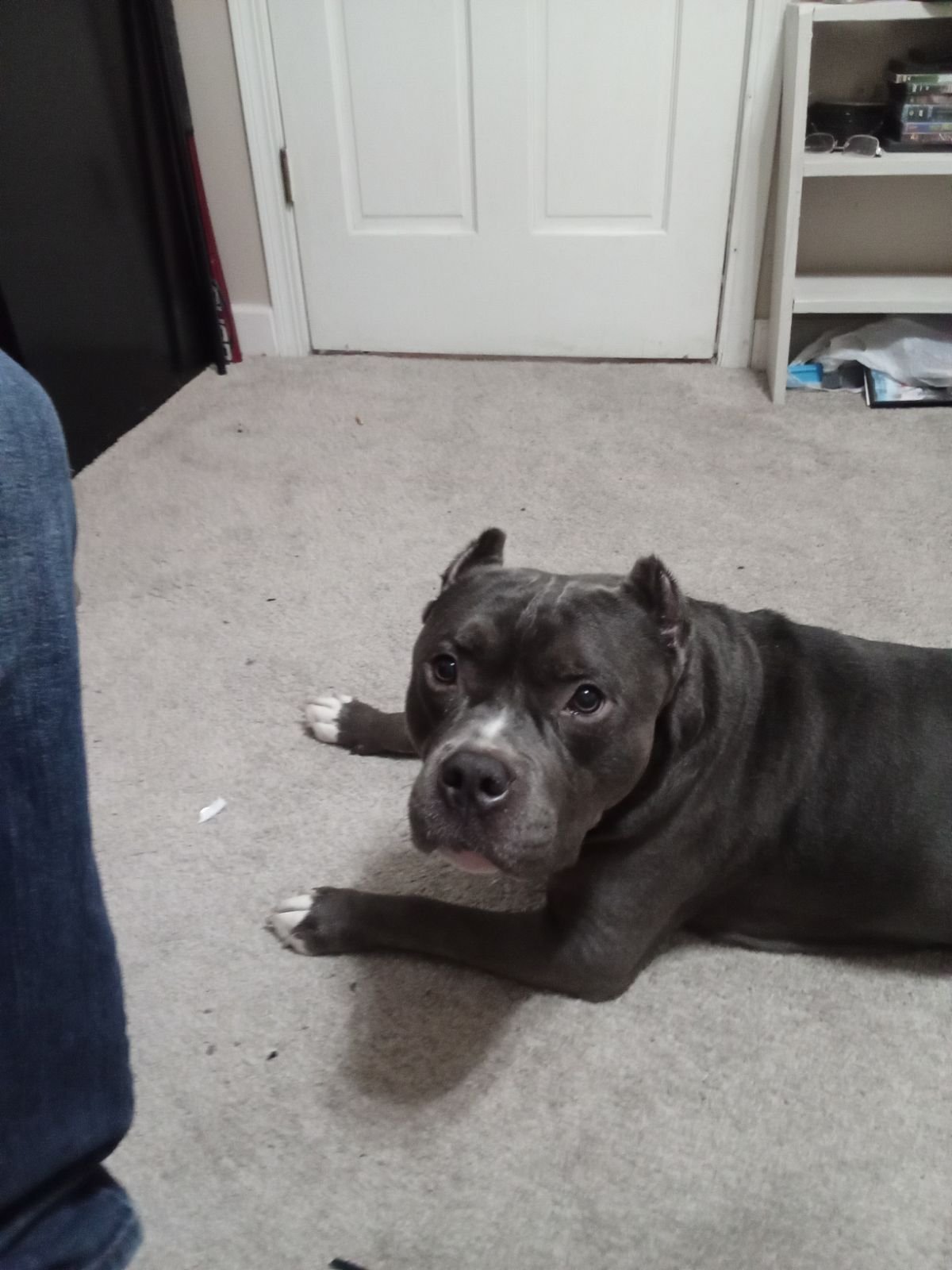<i>KAKE via CNN Newsource</i><br/>A Wichita family is begging for the return of their service dog they say was stolen right out of their house.