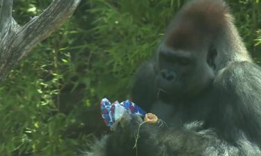 Some of the  Oklahoma City Zoo's wildlife enjoying bubble baths