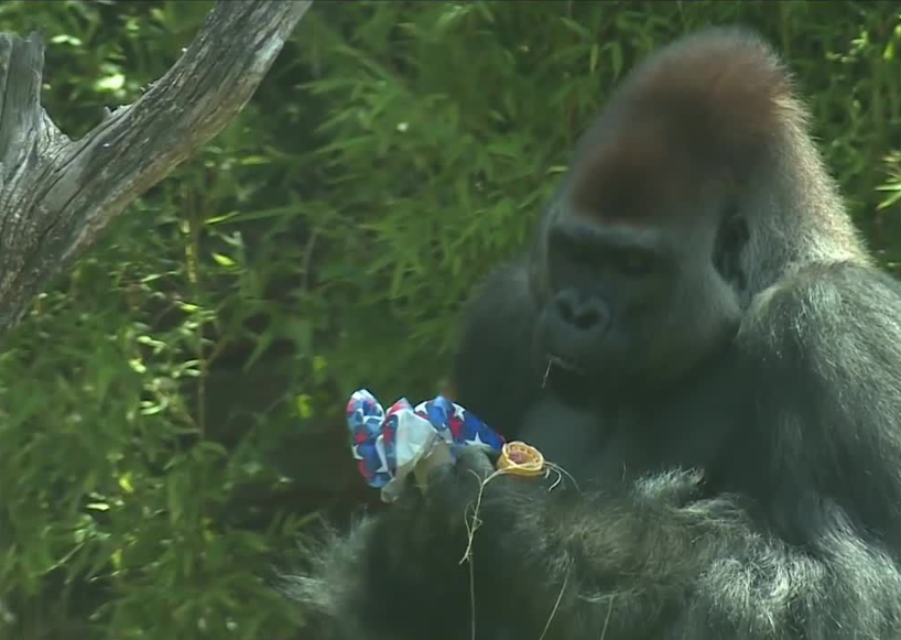 <i>KOCO via CNN Newsource</i><br/>Some of the  Oklahoma City Zoo's wildlife enjoying bubble baths