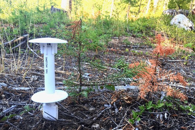 To capture the microclimate conditions at locations relevant to germinating seeds and young seedlings, OSU scientists used Tomst TMS-4 temperature sensors, which capture climate and soil moisture conditions near ground level. 