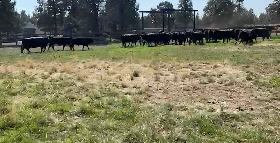 Central Oregon pet and livestock experts, owners share how to keep your animals safe during heat wave – KTVZ