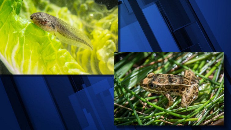 A northern leopard frog tadpole completes its transformation, and an endangered northern leopard frog reared at the Oregon Zoo hop back into the wild at the Columbia National Wildlife Refuge.