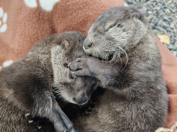 Two orphaned river otter pups Think Wild 7-9