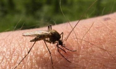 Mosquito samples collected in Allegheny County continue to test positive for the West Nile Virus