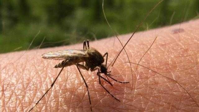 <i>WTAE via CNN Newsource</i><br/>Mosquito samples collected in Allegheny County continue to test positive for the West Nile Virus