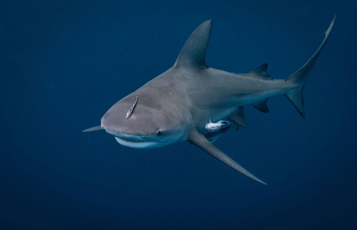 <i>Harry Collins Photography/Shutterstock via CNN Newsource</i><br/>Bull Shark off the coast of Jupiter Florida.