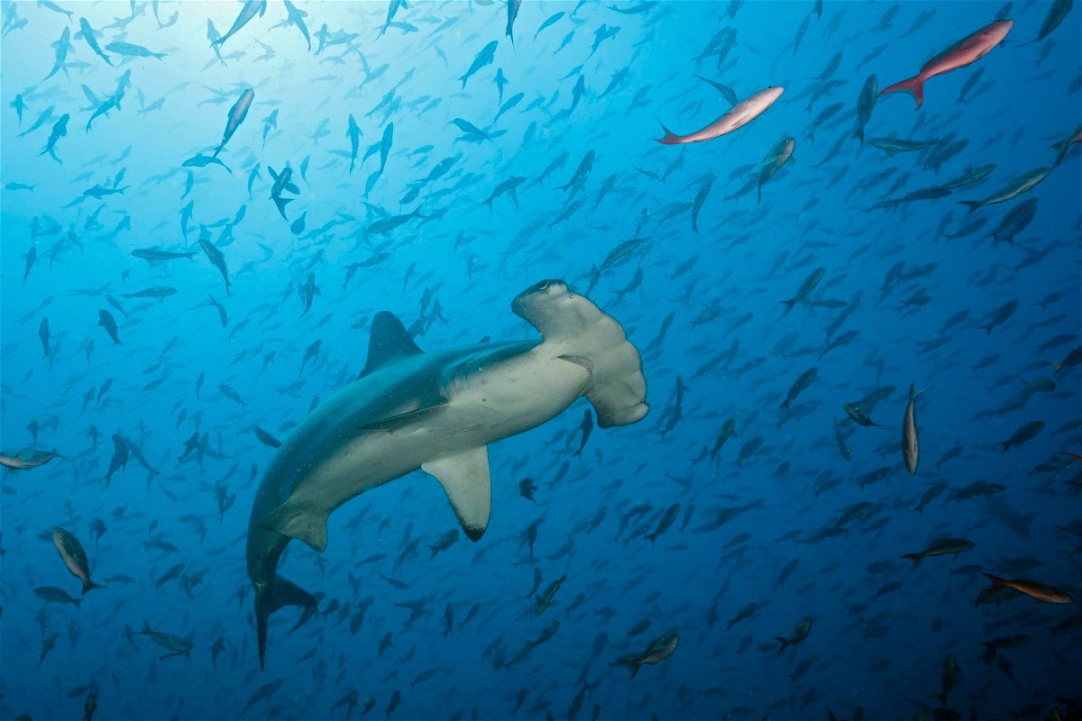 <i>Reinhard Dirscherl/ullstein bild/Getty Images via CNN Newsource</i><br/>Vulnerable to bycatch and overfishing