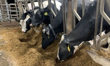 Penn State's on-campus dairy barn has a herd of about 200 cows.