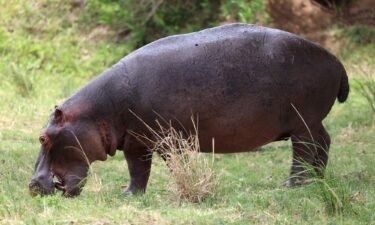 Researchers found that all four of a hippo's limbs leave the ground when they trot at high speeds.