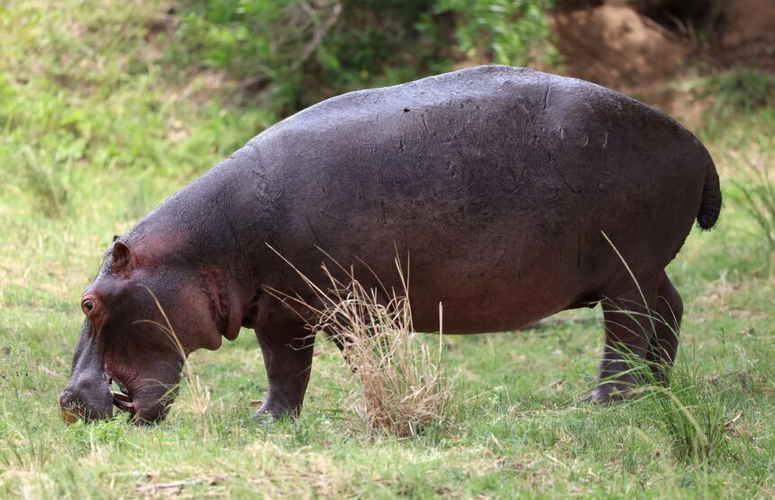 High-speed hippos can get airborne, says new study - KTVZ