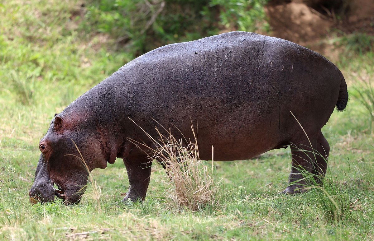 <i>Warren Little/Getty Images via CNN Newsource</i><br/>Researchers found that all four of a hippo's limbs leave the ground when they trot at high speeds.