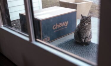 A cat sits next to a Chewy shipping box arranged outside a house in Germantown