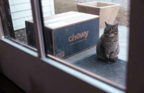 A cat sits next to a Chewy shipping box arranged outside a house in Germantown