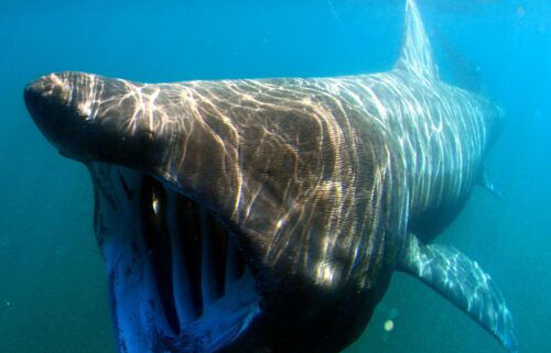 This file photo shows a basking shark