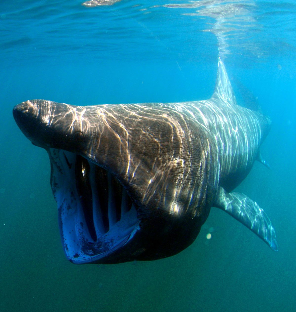 <i>HUM Images/UIG/Getty Images/File via CNN Newsource</i><br/>This file photo shows a basking shark