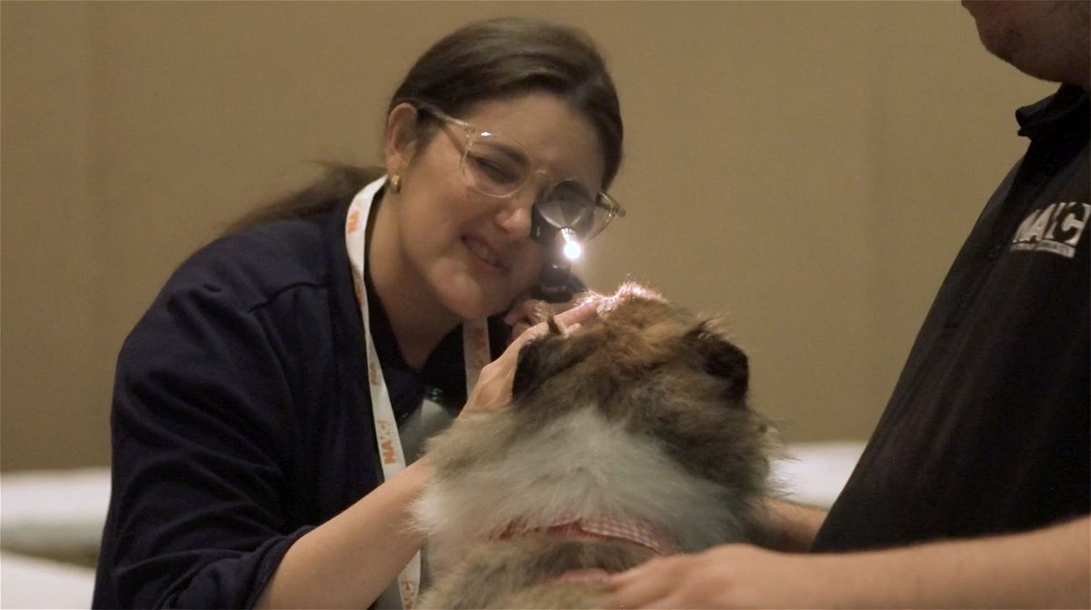 <i>North American Veterinary Community via CNN Newsource</i><br/>In this screenshot from video