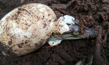 Siamese crocodile hatching from an egg.