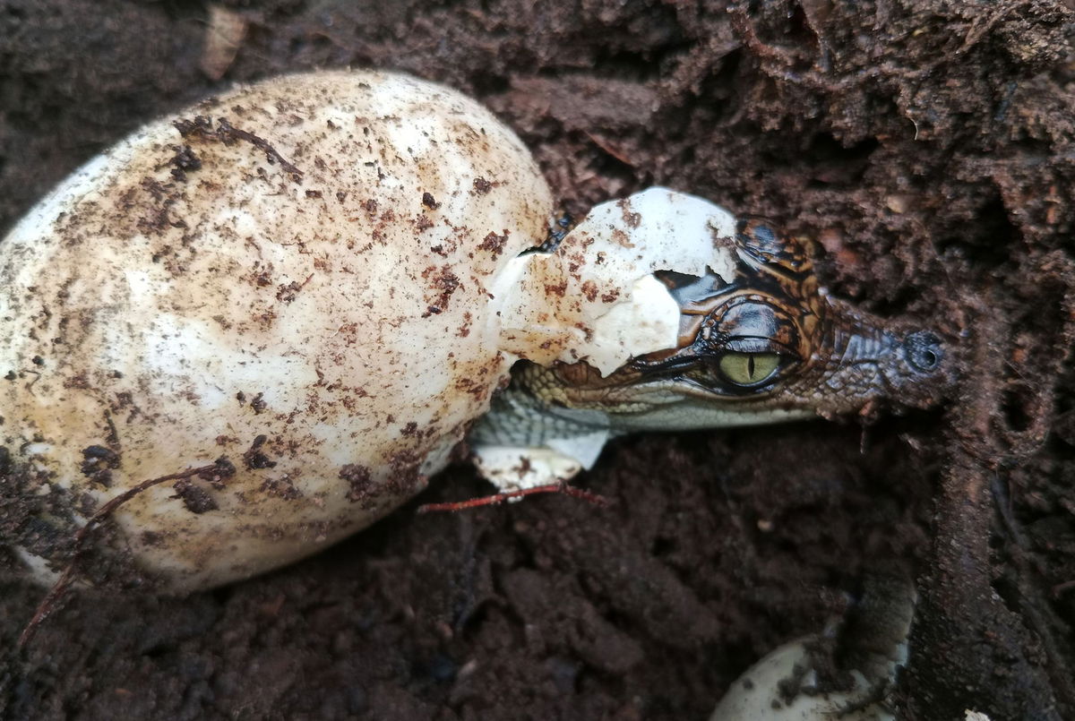 <i>Bros Pov/Fauna & Flora via CNN Newsource</i><br/>Siamese crocodile hatching from an egg.