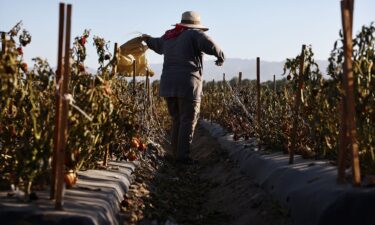 A farmworker wears protective clothing while working in a field in the morning heat in July near Coachella