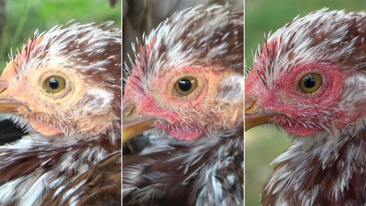 <i>INRAE Arnould Bertin via CNN Newsource</i><br/>A new study has found that hens blush when they are excited (center) or scared (right).