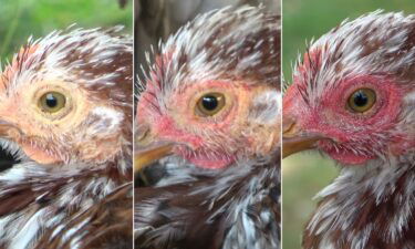 A new study has found that hens blush when they are excited (center) or scared (right).