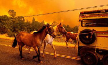 Horses evacuate as the Park Fire tears though the Cohasset community in Butte County