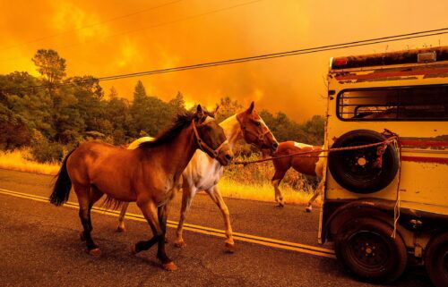 Horses evacuate as the Park Fire tears though the Cohasset community in Butte County