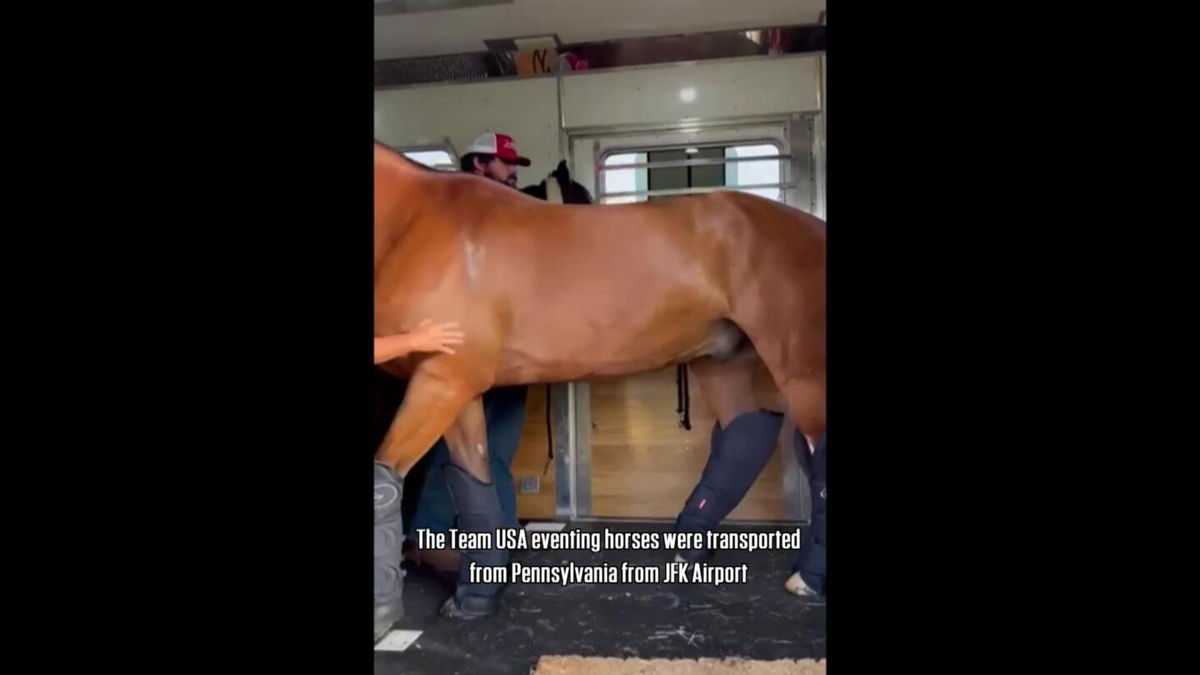 Vertical video of horse Bruno