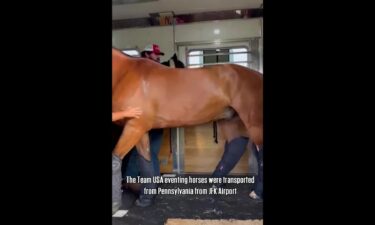 Vertical video of horse Bruno