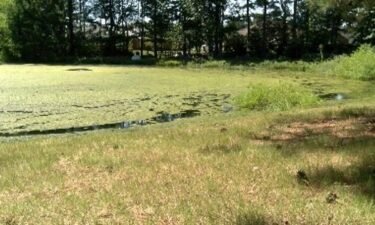 The pond where the 5-year-old was recovered from.
