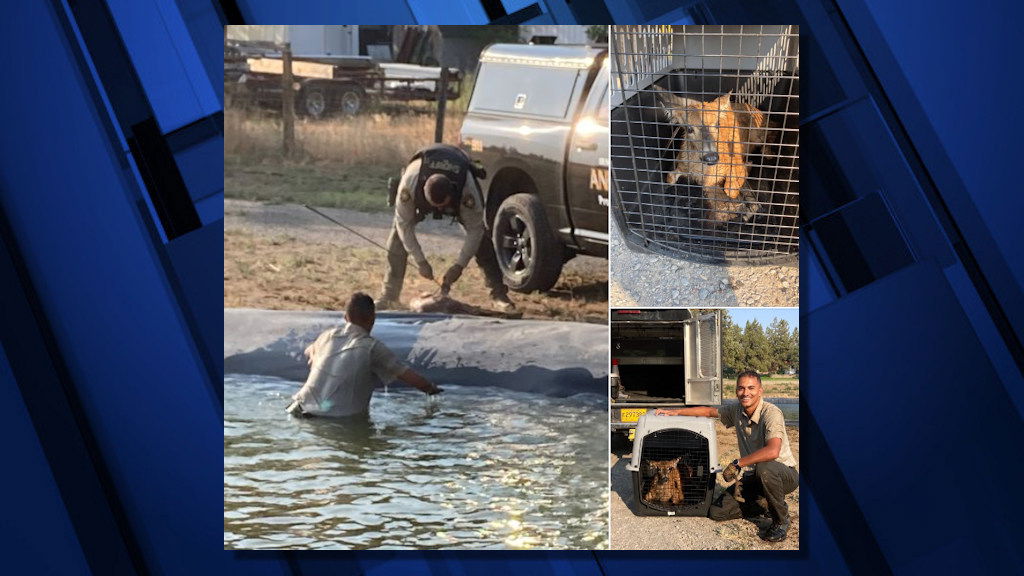 A DCSO animal control deputy took the plunge over the weekend to rescue a fawn trapped in a retention pond.