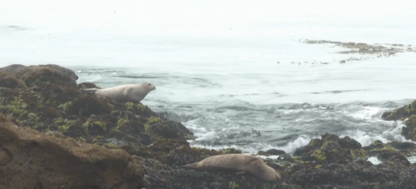 <i>KSBY via CNN Newsource</i><br/>Domoic acid has been harming some marine mammals along the coast for three weeks.