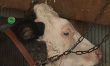 Cows in Benton County