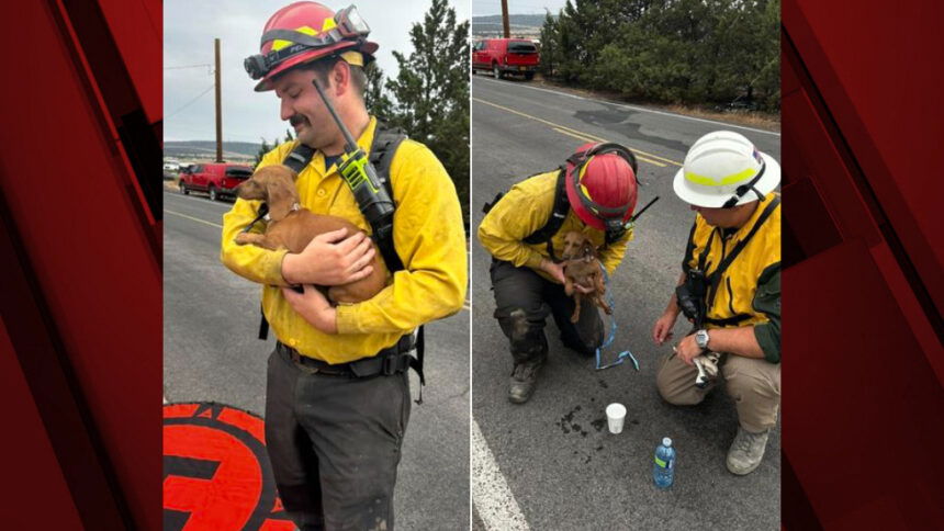 Pup rescue Stillman Fire 82