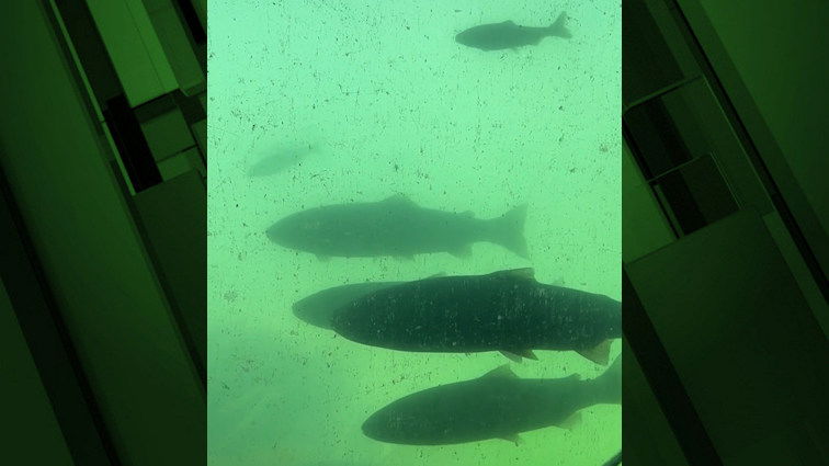 Summer steelhead passing Bonneville Dam viewing window in 2023