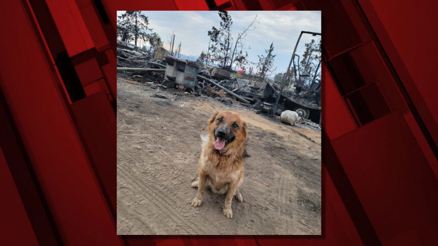 Tucker sits by fire-destroyed RV Jai Milner 84