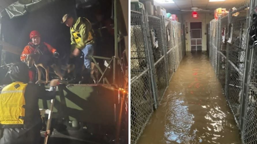 <i>WABC via CNN Newsource</i><br/>Residents in a New Jersey community stepped up to help after an animal shelter completely flooded during Tuesday's drenching storms.