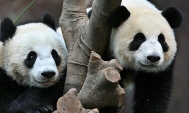 Giant pandas Ying Ying