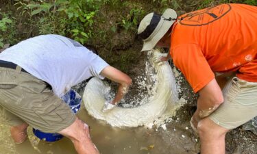 The field scientists covered the fossil with plaster in an attempt to keep the tusk from drying out and fragmenting.