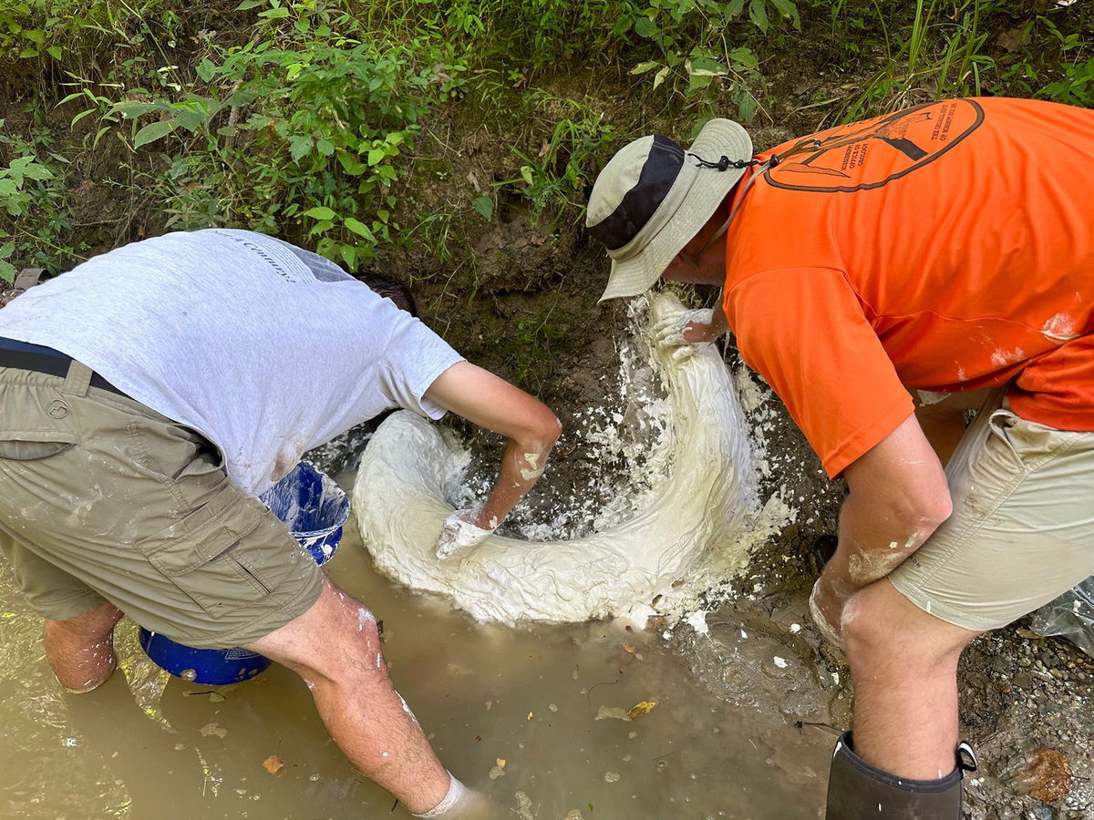 <i>Courtesy Eddie Templeton via CNN Newsource</i><br/>The field scientists covered the fossil with plaster in an attempt to keep the tusk from drying out and fragmenting.