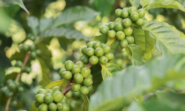 An Arabica coffee plant grown by the Edelmann family