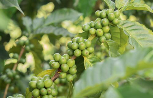 An Arabica coffee plant grown by the Edelmann family