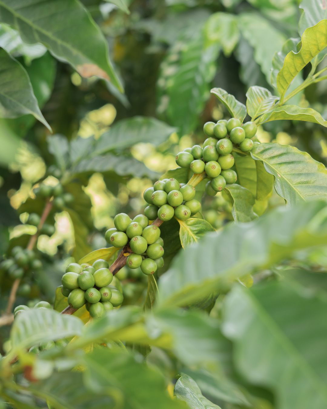 <i>Courtesy Miranda Edelmann via CNN Newsource</i><br/>An Arabica coffee plant grown by the Edelmann family