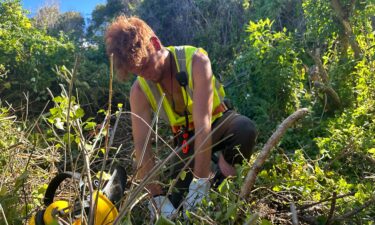 Justin Parkin-Rae pulls weeds from around native trees that Māori tribes planted by Oaro River.