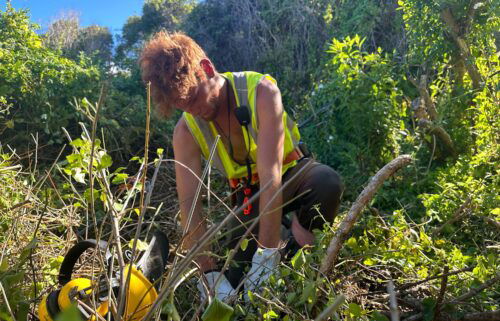 Justin Parkin-Rae pulls weeds from around native trees that Māori tribes planted by Oaro River.