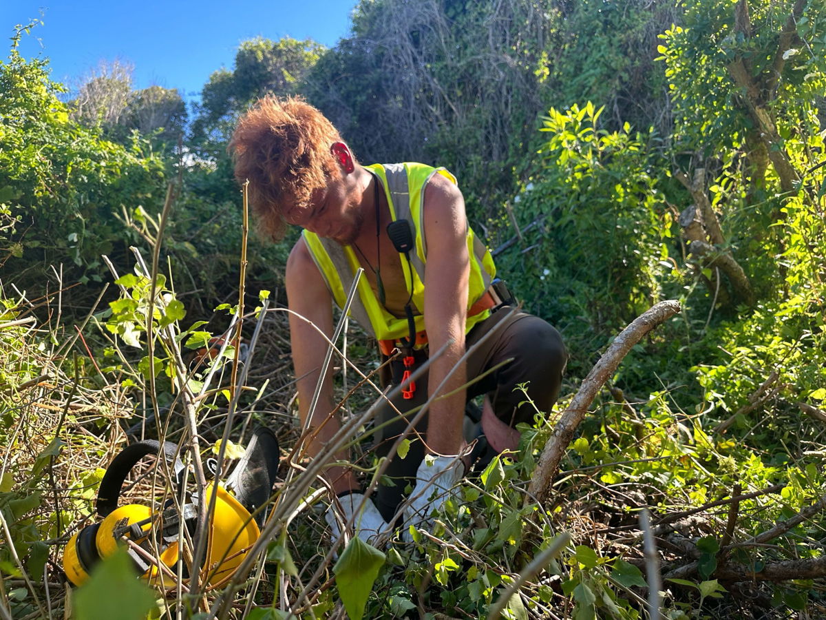 <i>Alaa Elassar/CNN via CNN Newsource</i><br/>Justin Parkin-Rae pulls weeds from around native trees that Māori tribes planted by Oaro River.