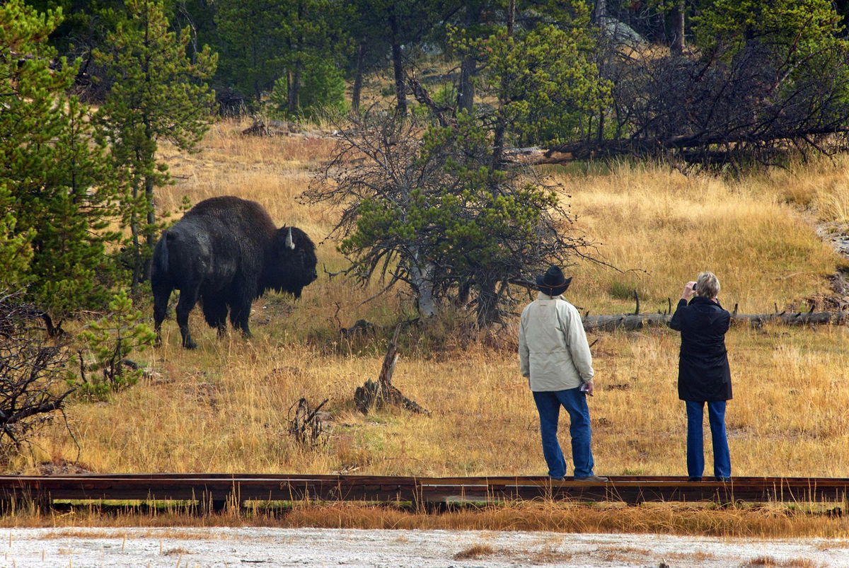 <i>Mark Newman/imageBROKER/Shutterstock via CNN Newsource</i><br/>Tourists observe bison from a boardwalk at Yellowstone National Park. Visitors to the park need to remember to give bison and other wildlife a respectful distance and not approach the animals.